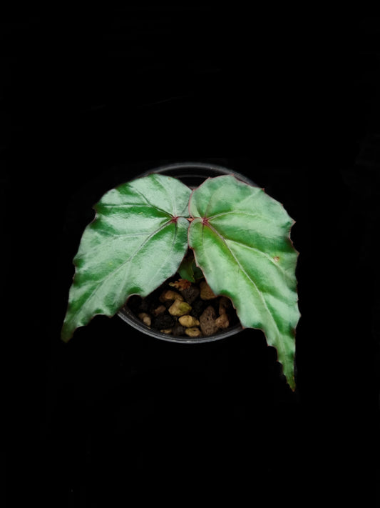 Begonia kapuashuluensis potted plant sale Singapore top view